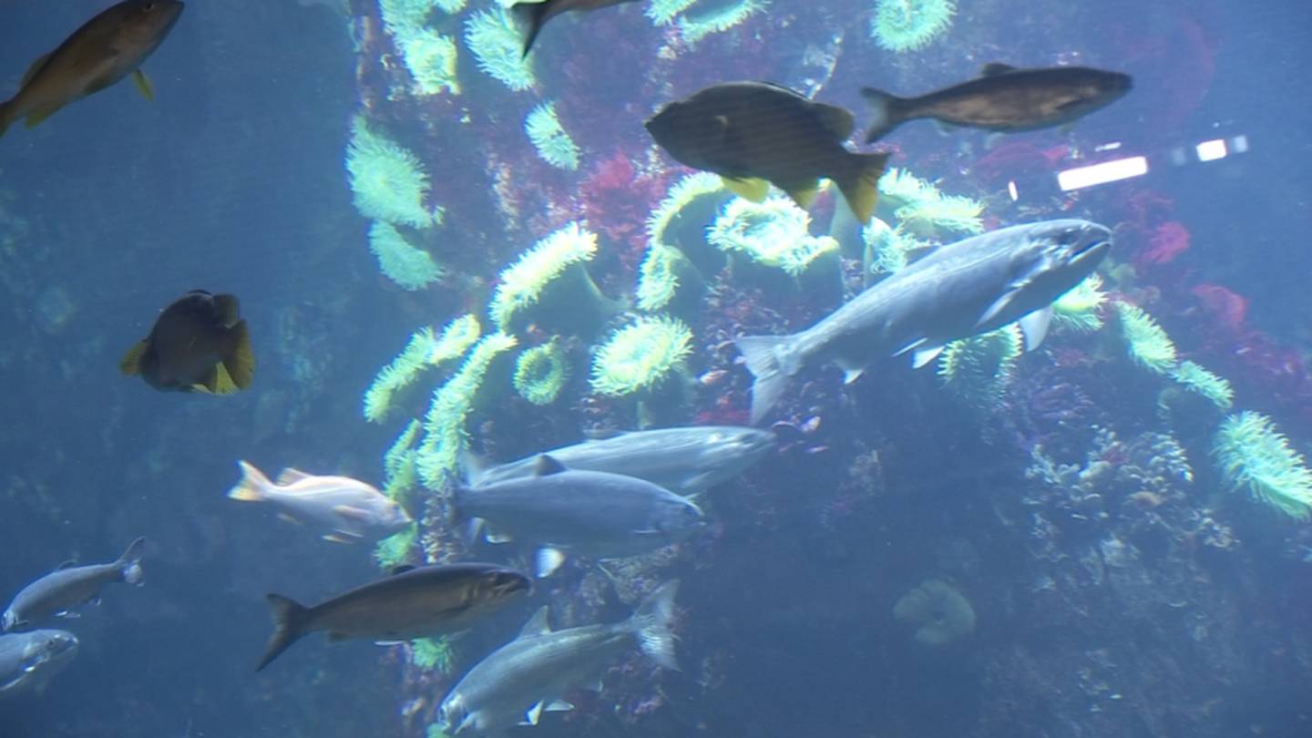 西雅图水族馆将举办21岁以上的万圣节活动，所得收入将用于海洋保护