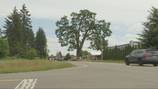 A 400-year-old oak tree is causing tension in Tumwater