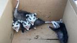 Marysville officers rescue orphaned baby opposums