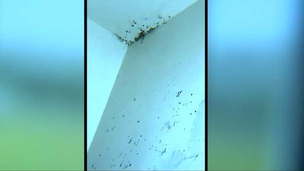 Mom says kids sickened by apartment mold as Pierce County sees uptick in similar housing issues