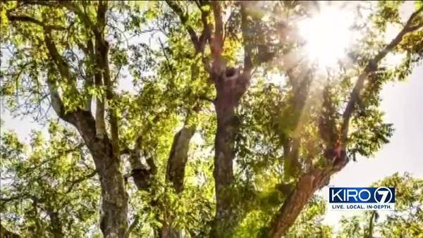 VIDEO: First African American settler in WA planted Butternut tree