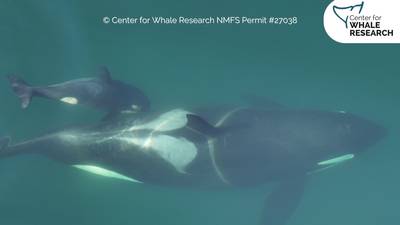 PHOTOS: New baby orca near San Juan Island