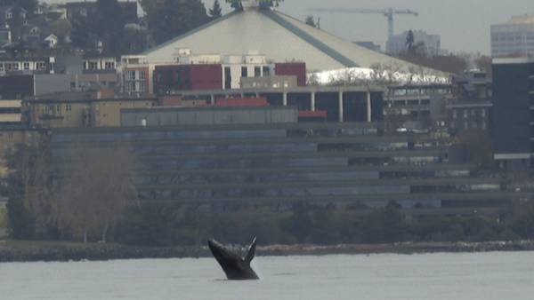 Young humpback whale leaps out of Seattle bay, dazzling onlookers