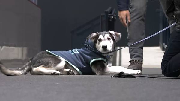 Kraken team dog ‘Davy Jones’ makes debut at Climate Pledge Arena