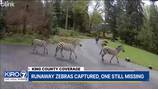 Zebra continues to evade capture in North Bend