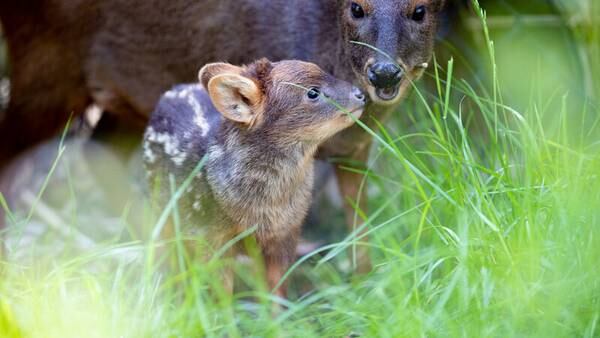 Woodland Park Zoo welcomes pudu fawn