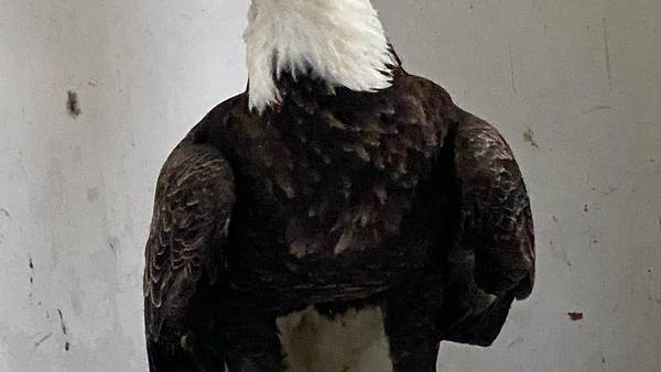 Pair of wildlife shelters take in 5 bald eagles sick with barbiturate poisoning