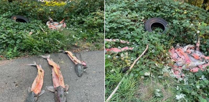 A $1,000 reward is being offered for information about sturgeon and salmon dumped near the Washougal River in Clark County.