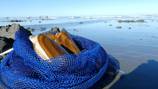 Razor clam season is near: When and where you’ll be able to dig