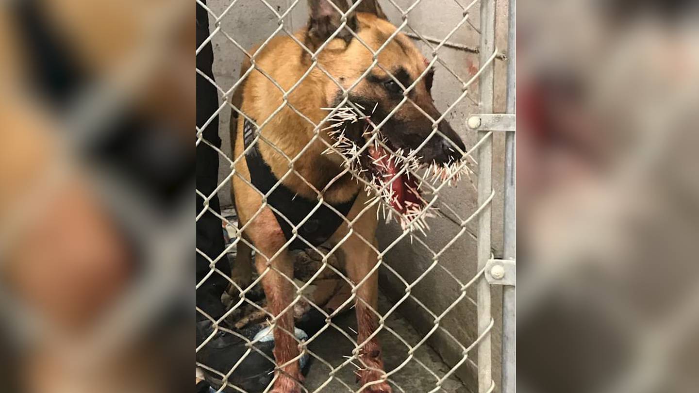 Oregon K-9 officer stuck with more than 200 porcupine quills while pursuing  suspect, police say