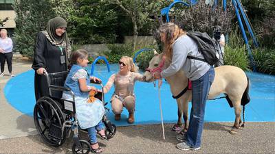 Photos: Therapeutic mini horse visits Seattle Children's