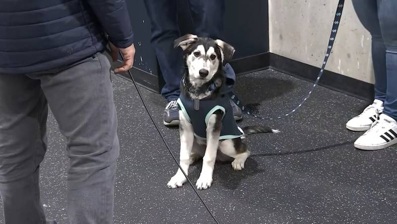 Davy Jones is a 4-month-old husky mix that is in the process of becoming a therapy dog, in partnership with pet food company Canidae. The team plans on sharing his journey over the next few months.