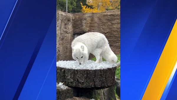 ‘Fluffy’ artic fox enjoys icy treats at Point Defiance Zoo and Aquarium