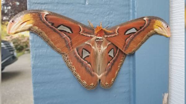 VIDEO: Massive Atlas moth spotted in Washington