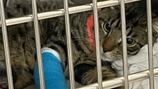 Cat falls 11 stories off Seattle deck, breaks 3 legs and survives