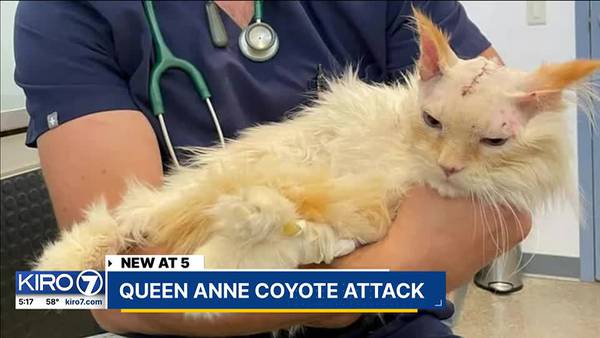 Seattle couple warns other pet owners after coyote almost killed their cat in Queen Anne