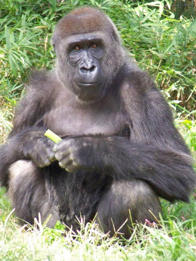 Olympia is one of three adult gorillas joining the Woodland Park Zoo.