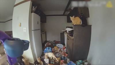 Over 100 cats rescued from Federal Way apartment