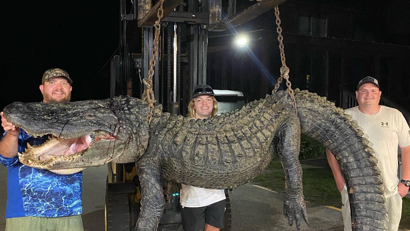 Two massive 13-foot alligators caught in South Carolina lake – KIRO 7 News  Seattle