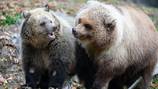 ‘Best buds’: Rescued bear cubs make public debut together at Woodland Park Zoo