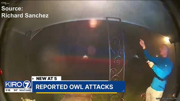 Last fall an owl terrorized Tacoma’s North End, will spring bring more attacks