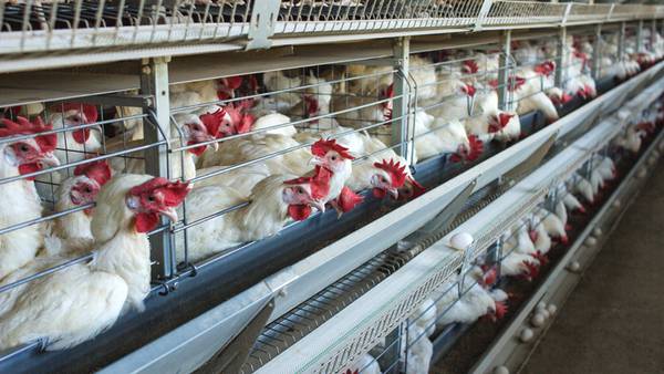 Costco sued over alleged chicken mistreatment