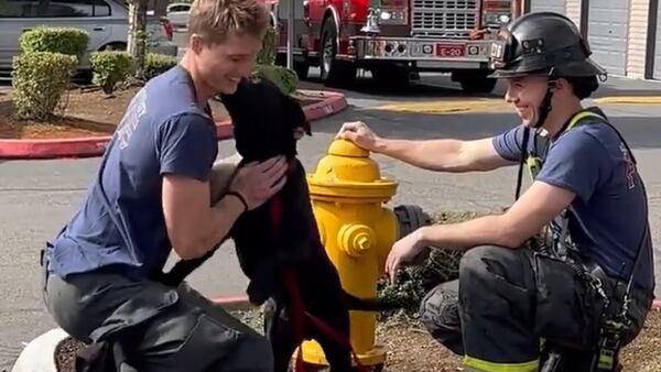 Grateful dog rescued by firefighters in Everett