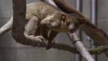 Rescued kinkajou from Yakima rest stop now at Point Defiance Zoo