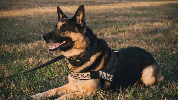 ‘Officers collapsed from aerosolized fentanyl’: Concerns over K-9s not trained to detect the drug