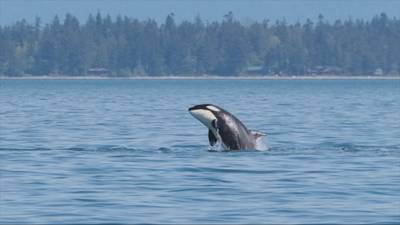 Local orcas drowning in noise