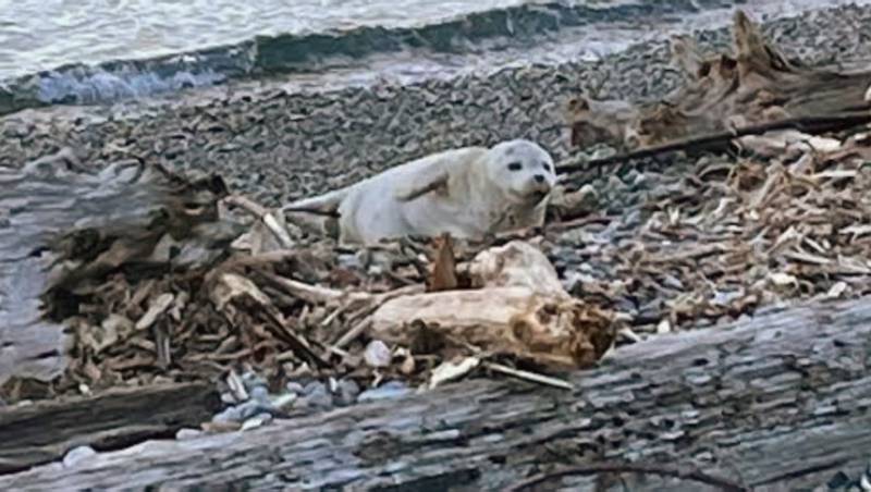 Sabina Altus took this photo of a harbor seal at West Seattle's Lincoln Park on 2/1/22.