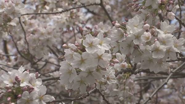 Locals and tourists visit the UW for blooming cherry blossoms