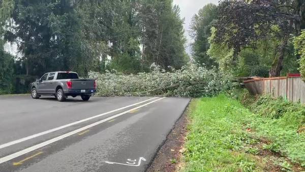 RAW: Fallen tree blocks road in Bothell