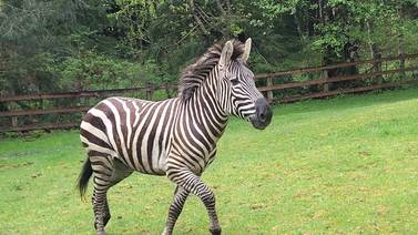 Zebras on the loose in North Bend