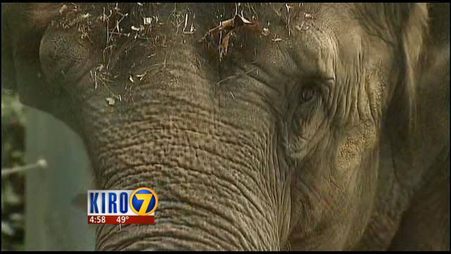 VIDEO: Woodland Park Zoo to phase out elephants – KIRO 7 News Seattle