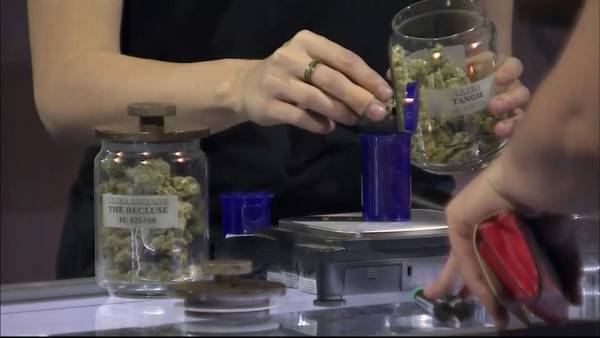 New cannabis course offered at Tacoma Community College as industry grows