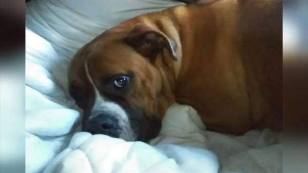 VIDEO: Family reacts to brutal killing of their dog