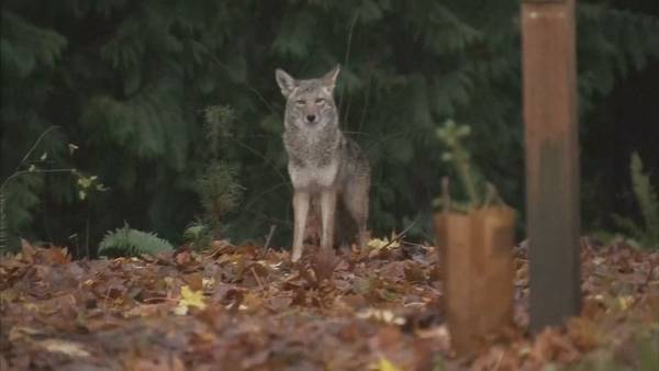 Coyote encounters on the rise in several Seattle neighborhoods