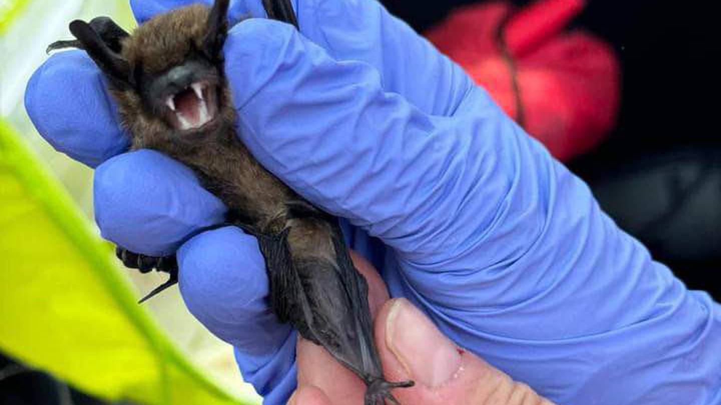 Kelelawar Pulau Whidbey Dites Positif Rabies, Penasihat Kesehatan Masyarakat Dikeluarkan – KIRO 7 News Seattle