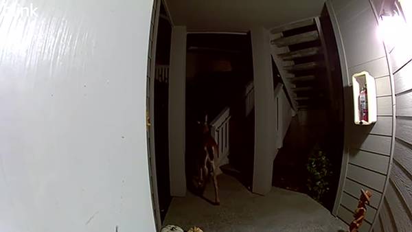 RAW: Deer visits Lynnwood apartment on Halloween