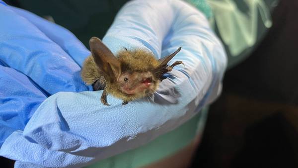 Snohomish County bat tests positive for rabies