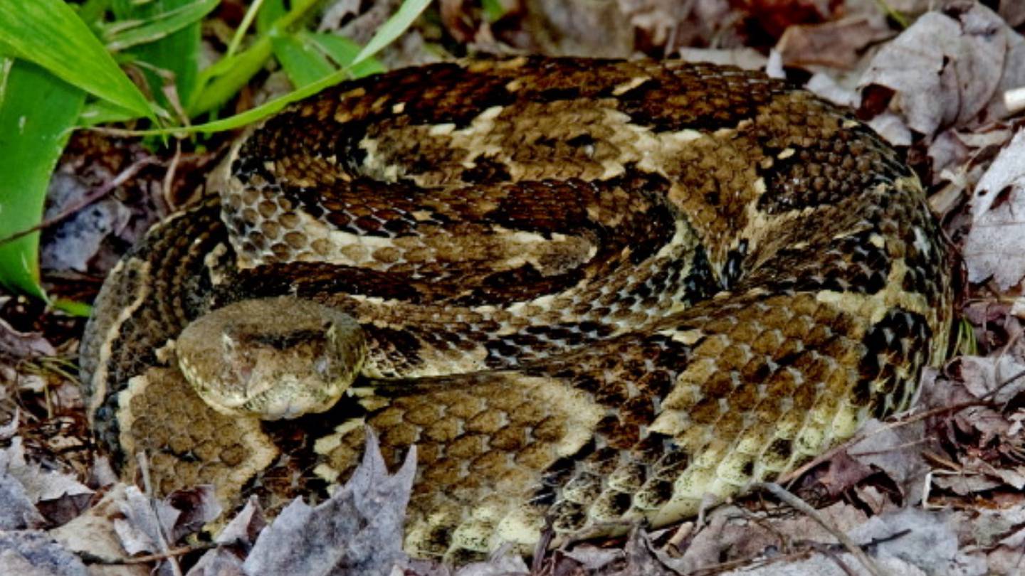 Dangerous Timber Rattlesnakes Spotted In Manchester, New Jersey - CBS New  York