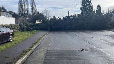 PHOTOS: Tree falls across street in North Seattle