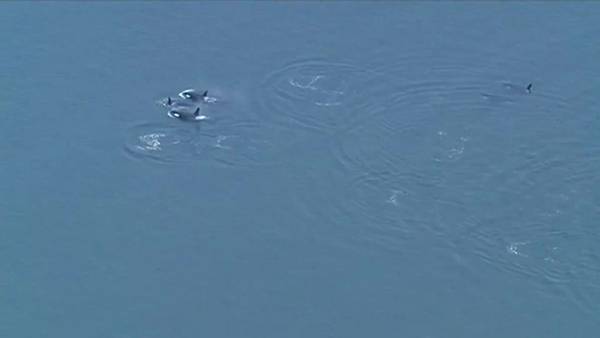 Chopper captures video of pod of orcas off Elliott Bay