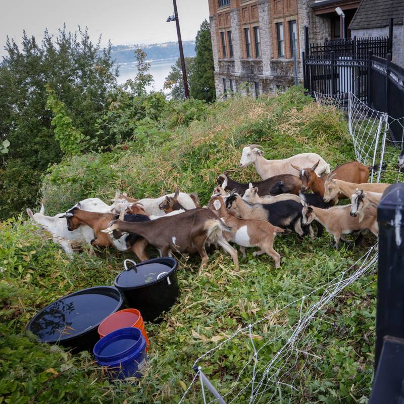 Goats eat overgrown brush at Stadium HS