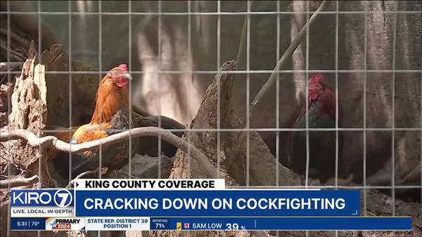 Hundreds of birds safe after cockfighting ring bust in Buckley