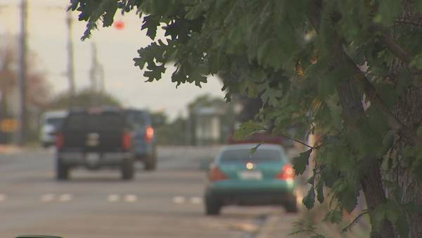 City of Tacoma details efforts to plant new trees
