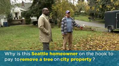 Preview: How trees next to your home could cost you thousands