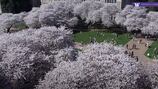 Peak bloom for UW cherry blossoms expected to begin Tuesday