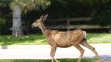 First case of chronic wasting disease confirmed in a Washington deer